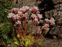 Rosularia sempervivum 5, Saxifraga-Ed Stikvoort