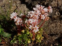 Rosularia sempervivum 6, Saxifraga-Ed Stikvoort