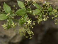 Rubia peregrina 1, Saxifraga-Willem van Kruijsbergen