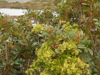 Rubia peregrina 10, Saxifraga-Ed Stikvoort