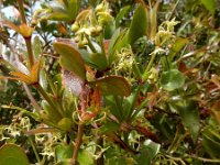 Rubia peregrina 11, Saxifraga-Ed Stikvoort