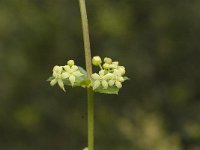 Rubia peregrina 2, Saxifraga-Jan van der Straaten