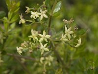 Rubia peregrina 3, Saxifraga-Jan van der Straaten