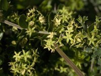 Rubia peregrina 5, Saxifraga-Jan van der Straaten