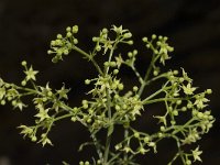 Rubia peregrina 8, Saxifraga-Willem van Kruijsbergen