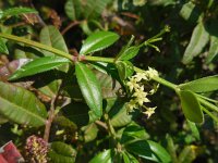 Rubia peregrina 9, Saxifraga-Ed Stikvoort