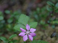 Rubus arcticus 4, Saxifraga-Dirk Hilbers