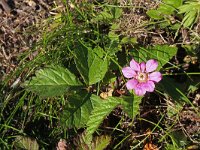 Rubus arcticus 6, Saxifraga-Jeroen Willemsen