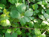 Rubus armeniacus 12, Dijkviltbraam, Saxifraga-Rutger Barendse