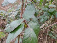 Rubus armeniacus 5, Dijkviltbraam, Saxifraga-Rutger Barendse