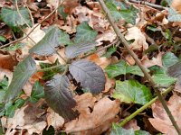 Rubus armeniacus 7, Dijkviltbraam, Saxifraga-Rutger Barendse