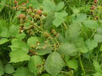 Rubus armeniacus 8, Dijkviltbraam, Saxifraga-Rutger Barendse