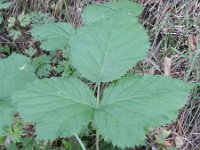 Rubus caesius 3, Dauwbraam, Saxifraga-Rutger Barendse