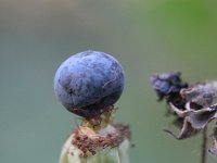 Rubus caesius 4, Dauwbraam, Saxifraga-Rutger Barendse