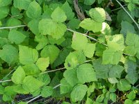 Rubus caesius 5, Dauwbraam, Saxifraga-Rutger Barendse