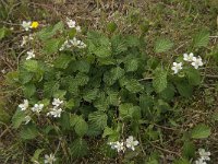 Rubus caesius 7, Dauwbraam, Saxifraga-Jan van der Straaten