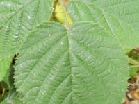 Rubus campaniensis 3, Rijke humusbraam, Saxifraga-Rutger Barendse