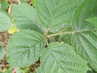 Rubus campaniensis 4, Rijke humusbraam, Saxifraga-Rutger Barendse