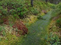 Rubus chamaemorus 19, Saxifraga-Hans Boll