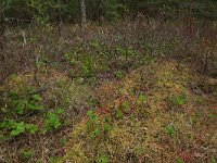 Rubus chamaemorus 26, Saxifraga-Hans Boll