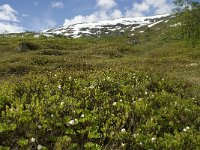 Rubus chamaemorus 4, Saxifraga-Willem van Kruijsbergen