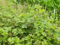 Rubus corylifolius 2, Hazelaarbraam, Saxifraga-Rutger Barendse