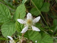 Rubus corylifolius 3, Hazelaarbraam, Saxifraga-Rutger Barendse