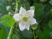 Rubus fruticosus 15, Gewone braam, Saxifraga-Rutger Barendse