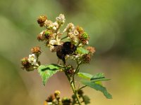 Rubus fruticosus 6, Gewone braam, Saxifraga-Rudmer Zwerver