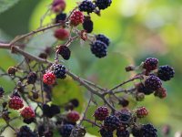 Rubus fruticosus 7, Gewone braam, Saxifraga-Bart Vastenhouw