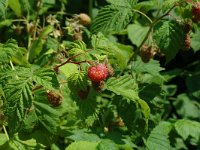 Rubus idaeus 2, Framboos, Saxifraga-Jan van der Straaten