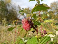 Rubus idaeus 9, Framboos, Saxifraga-Rutger Barendse