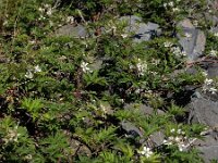 Rubus laciniatus 14, Peterseliebraam, Saxifraga-Ed Stikvoort