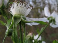 Rubus libertianus 2, Grijze stokbraam, Saxifraga-Rutger Barendse