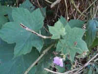 Rubus odoratus 2, Roodbloeiende framboos, Saxifraga-Rutger Barendse