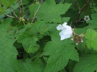 Rubus parviflorus 4, Saxifraga-Rutger Barendse