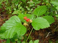 Rubus saxatilis 8, Steenbraam, Saxifraga-Hans Grotenhuis