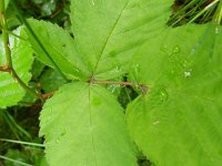 Rubus schipperi 7, Roze purperbraam, Saxifraga-Rutger Barendse