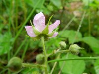 Rubus schipperi 9. Roze purperbraam, Saxifraga-Rutger Barendse