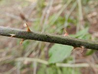 Rubus taxandriae 6, Smeulende kambraam, Saxifraga-Rutger Barendse