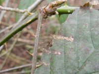 Rubus taxandriae 8, Smeulende kambraam, Saxifraga-Rutger Barendse