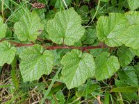 Rubus tricolor 3, Saxifraga-Rutger Barendse