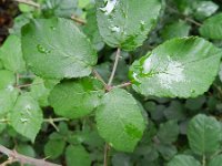 Rubus ulmifolius 13, Koebraam, Saxifraga-Rutger Barendse