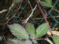 Rubus ulmifolius 14, Koebraam, Saxifraga-Rutger Barendse