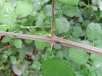 Rubus ulmifolius 7, Koebraam, Saxifraga-Rutger Barendse