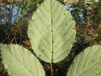 Rubus winteri 2, Grote viltbraam, Saxifraga-Rutger Barendse