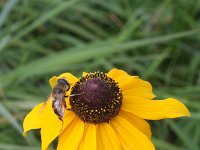 Rudbeckia hirta 2, Ruige rudbeckia, Saxifraga-Rutger Barendse