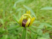 Rudbeckia hirta 3, Ruige rudbeckia, Saxifraga-Rutger Barendse