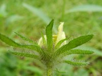 Rudbeckia hirta 4, Ruige rudbeckia, Saxifraga-Rutger Barendse