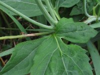 Rudbeckia laciniata 2, Slipbladige rudbeckia, Saxifraga-Rutger Barendse